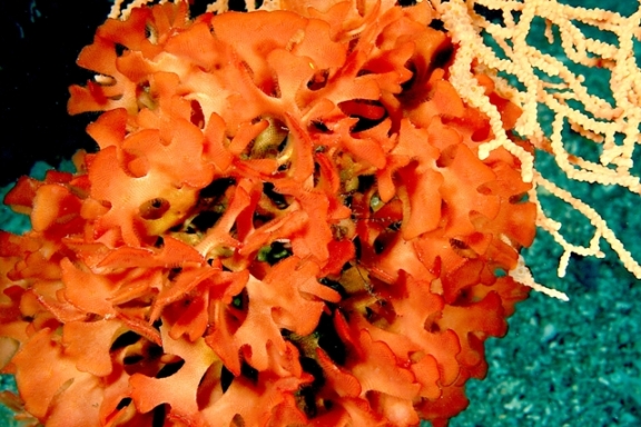 Smittina cervicornis